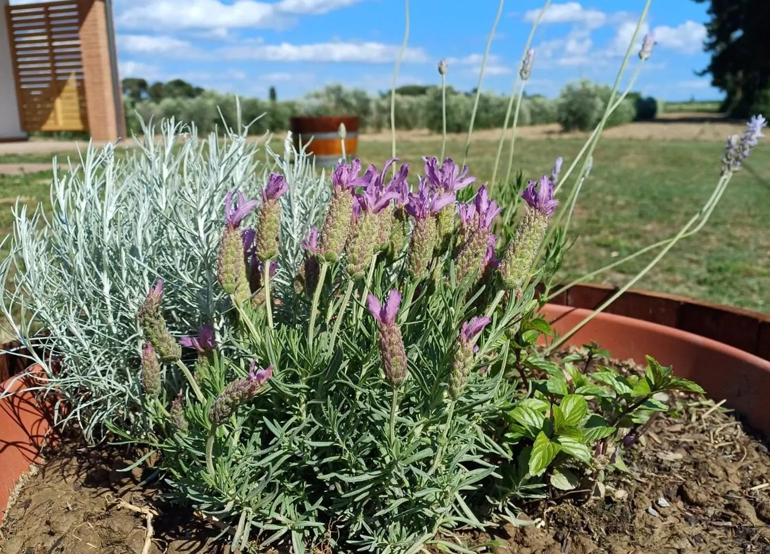 Alloggio per agriturismo Agriturismo Valle dei Venti Populonia